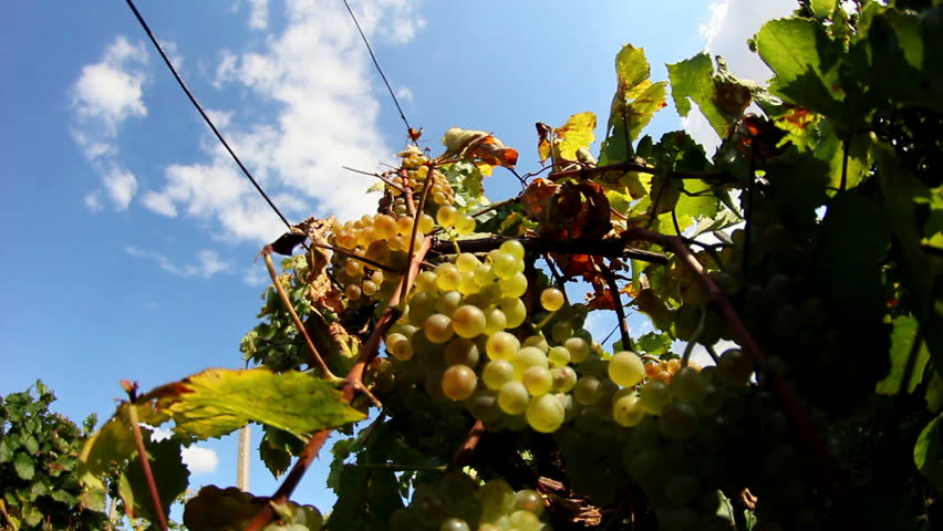 Sweet and flavourful grapes before harvest (timelapse)
