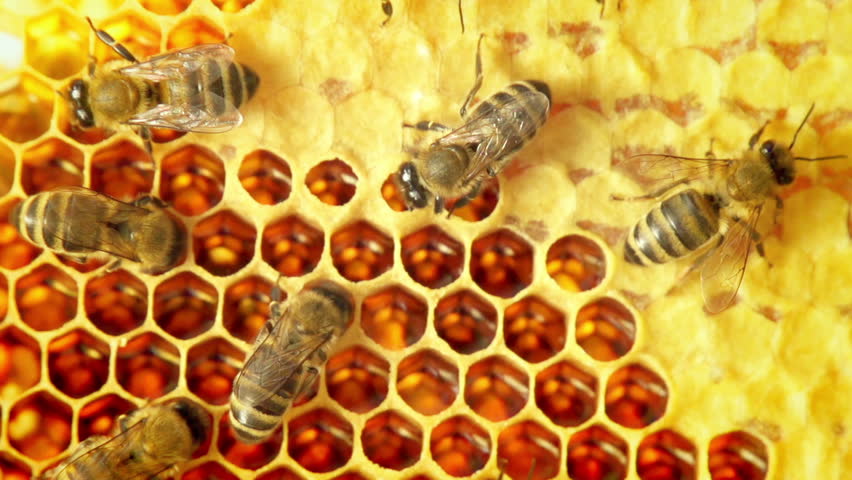 Close-up view of bees on honeycomb slow motion