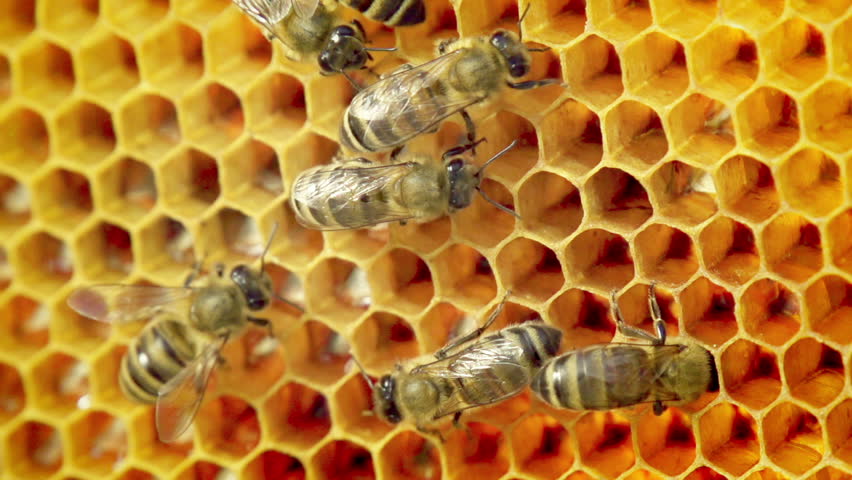 Close-up view of bees on honeycomb slow motion