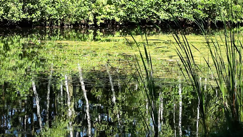 Spring landscape with green reflections.