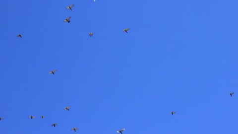Flock of pigeon flying on the sky.