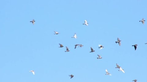 Flock of pigeon flying on the sky.
