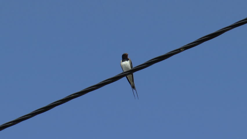 Swallow sitting on a wire, on blue sky background
