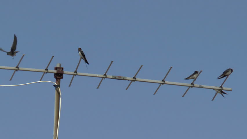 Swallows sitting on a TV antena, on blue sky background