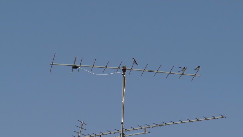 Swallows sitting on a TV antena, on blue sky background