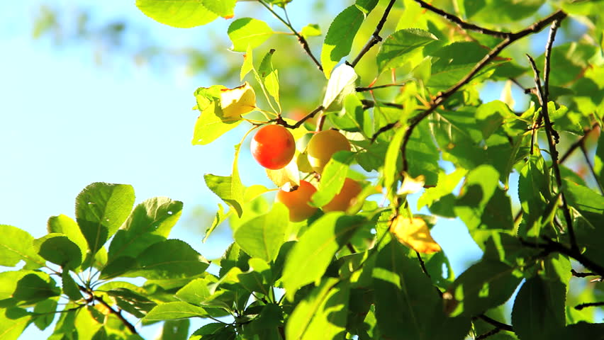 plum tree with fruit