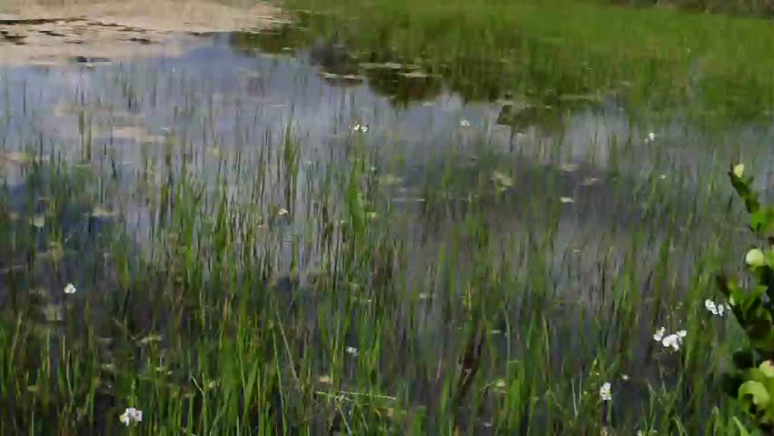 Florida Everglades Wetlands