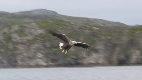 White-tailed Eagle catching fish out of the water
