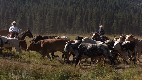 Cowboys herding cattle, slow motion