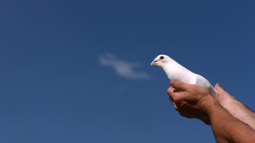 Dove is released into sky, slow motion