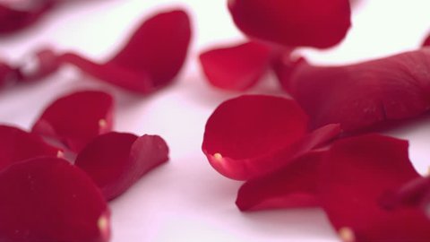 Valentine's Day rose petals falling: film stockowy