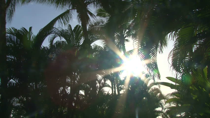 Sun shines bright through palm trees.
