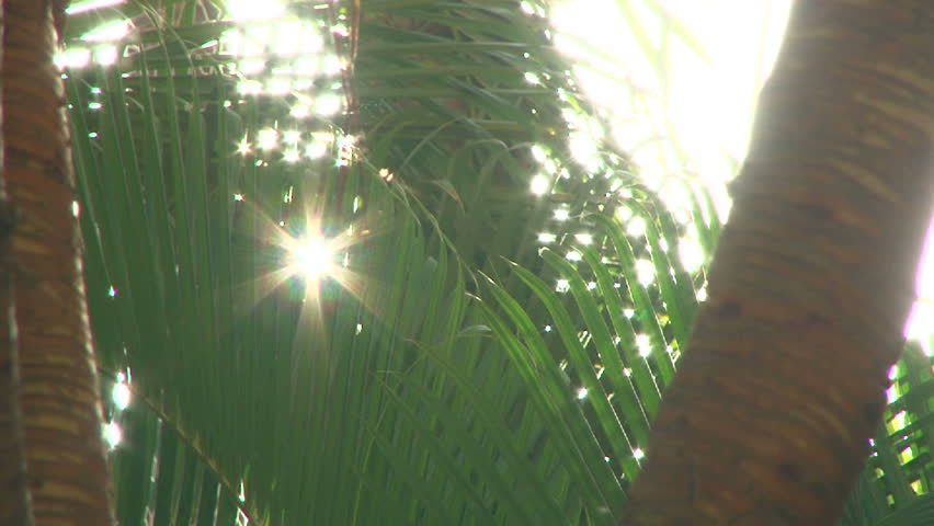 Sun shines bright through palm trees.