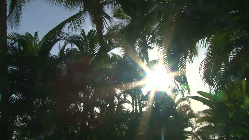 Sun shines bright through palm trees and turns to black.