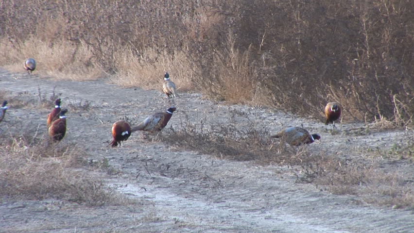 Ring-necked Pheasant flock in South Dakota, a poplar upland game bird for