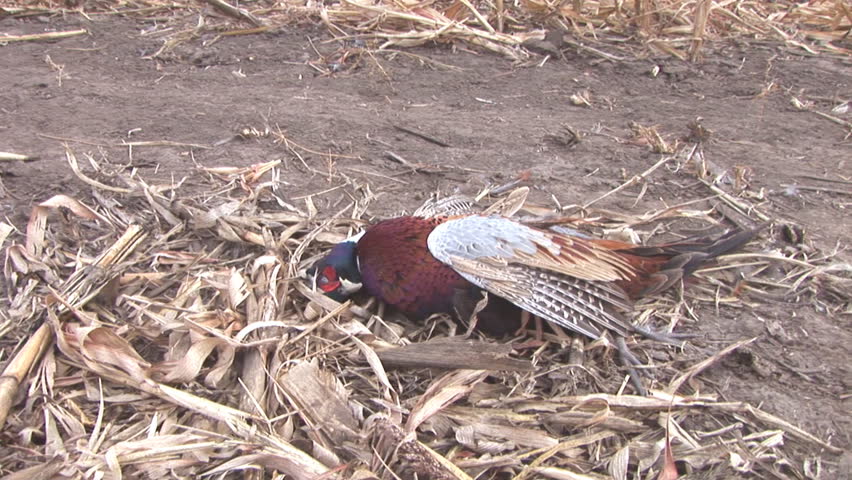Hunters hunting Ring-necked Pheasant in South Dakota corn field. Dog retrieving