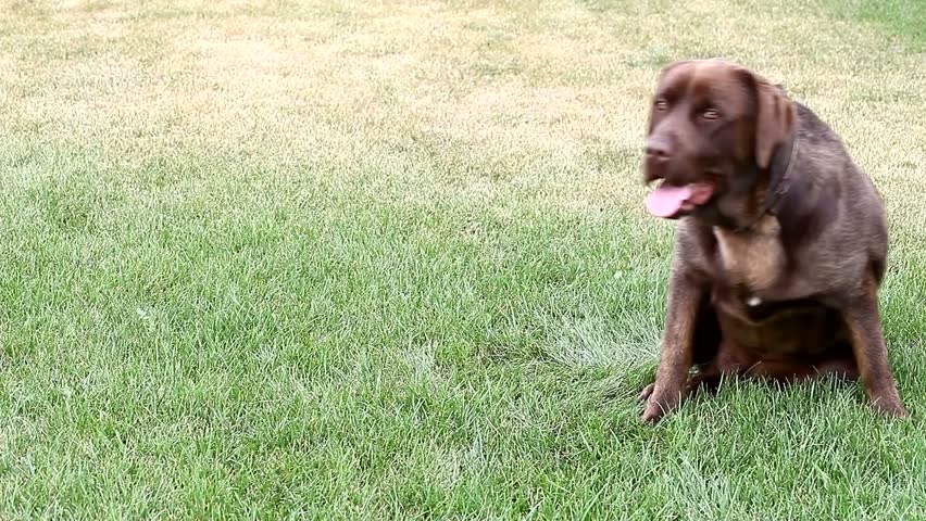 chocolate lab barking