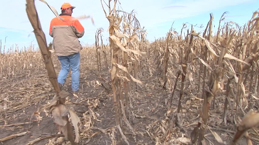 Hunter hunting Ring-necked Pheasant in South Dakota corn field.
