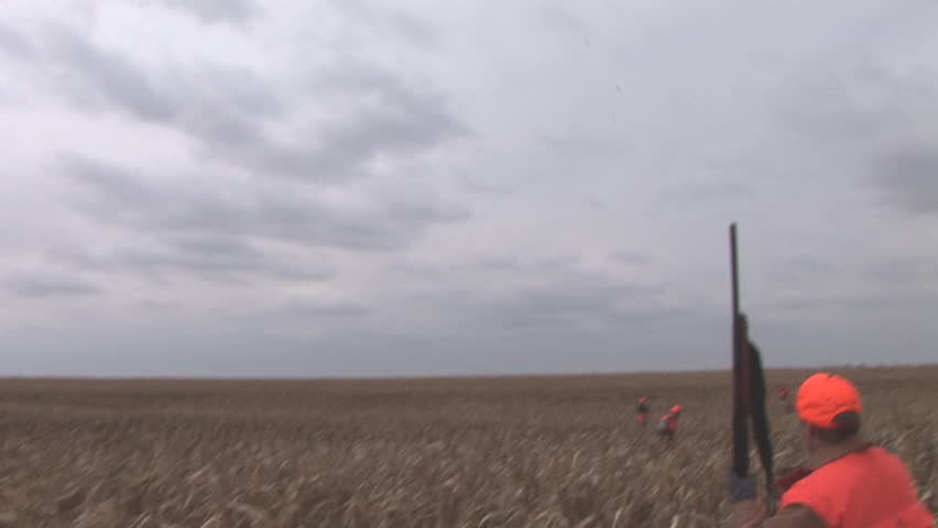 Hunters hunting Ring-necked Pheasant in South Dakota corn field. Hunter shoots