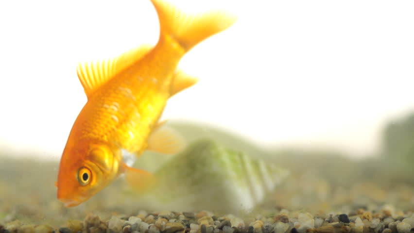 Slow Motion Shot Of Goldfish Eating. With Seashell In The Background