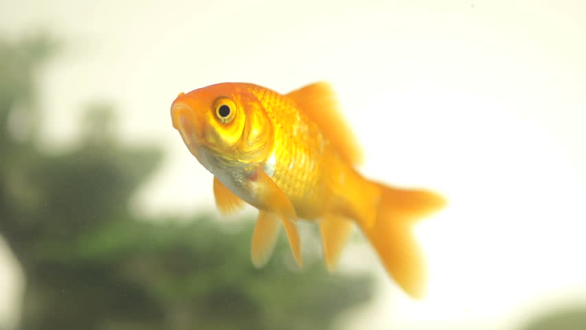 Slow Motion Shot Of Goldfish Staring At Camera And Then Swimming Away