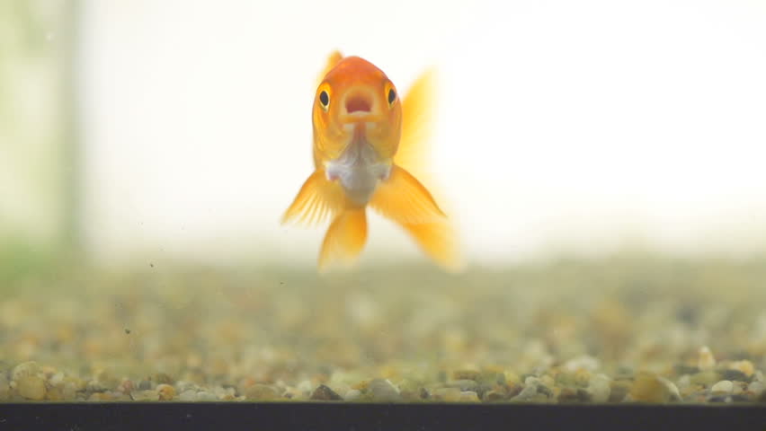 Slow Motion Shot Of A Goldfish Swimming Isolated On White