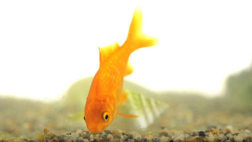 Slow Motion Shot Of Goldfish Swallowing Small Stones And Spitting Them Out 
