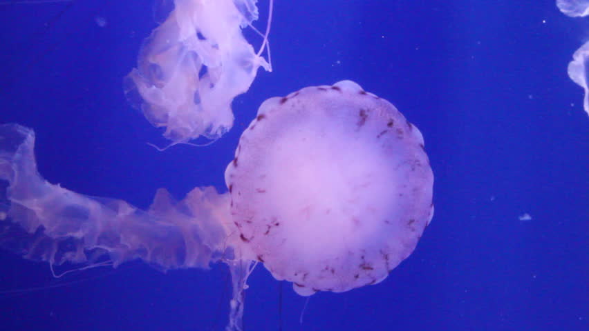 Beautiful Jellyfish (Chrysaora fuscescens)