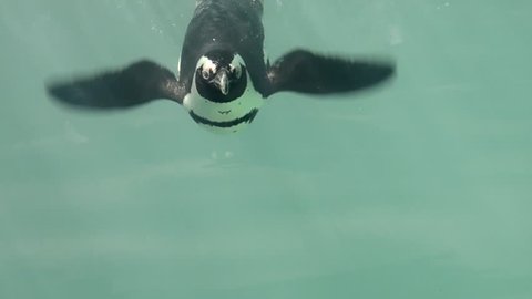African Penguin under the water