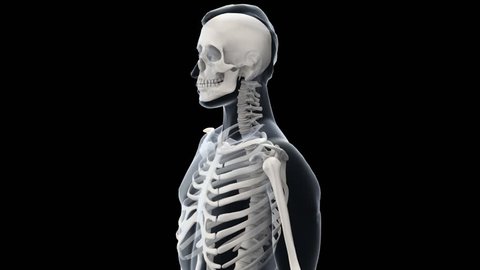 Skeleton of man.