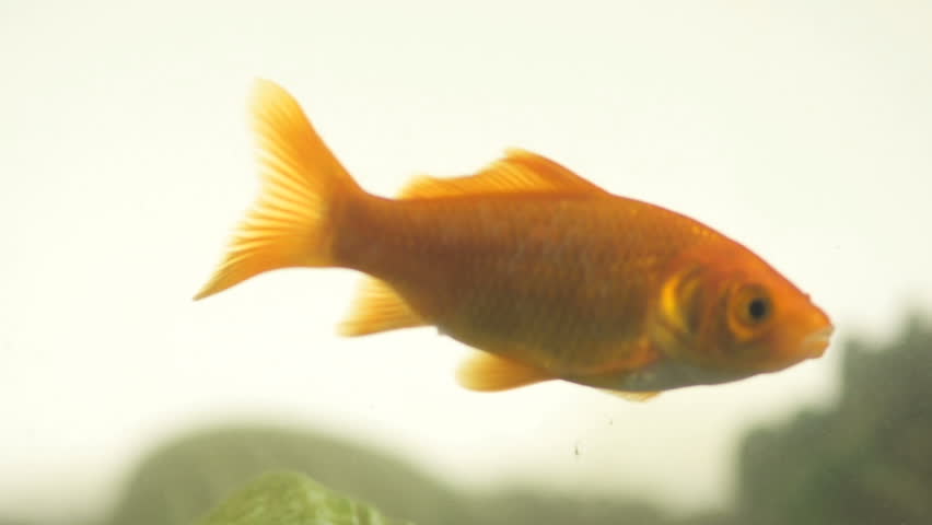 Slow Motion Shot Of A Single Goldfish Peacefully Swimming To And Fro.