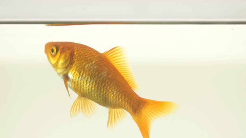 Slow Motion Shot Of A Single Goldfish Swimming Up To The Surface To Drink Water.
