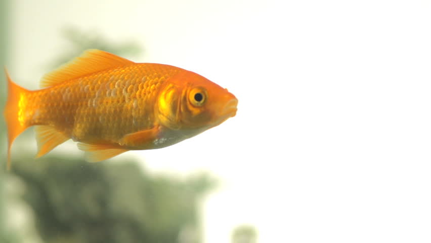 Slow Motion Of A Single Goldfish Swimming Peacefully. Swims In From Out Of Focus
