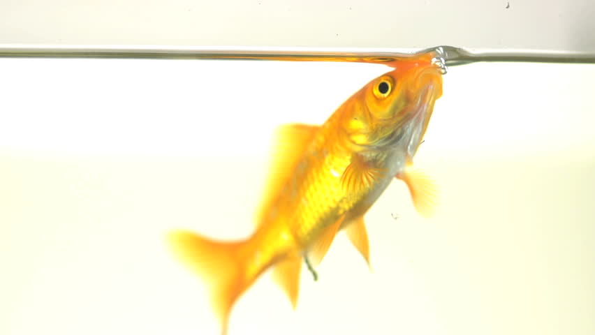 Beautiful Slow Motion Shot Of A Single Goldfish Isolated On White. It Drinks