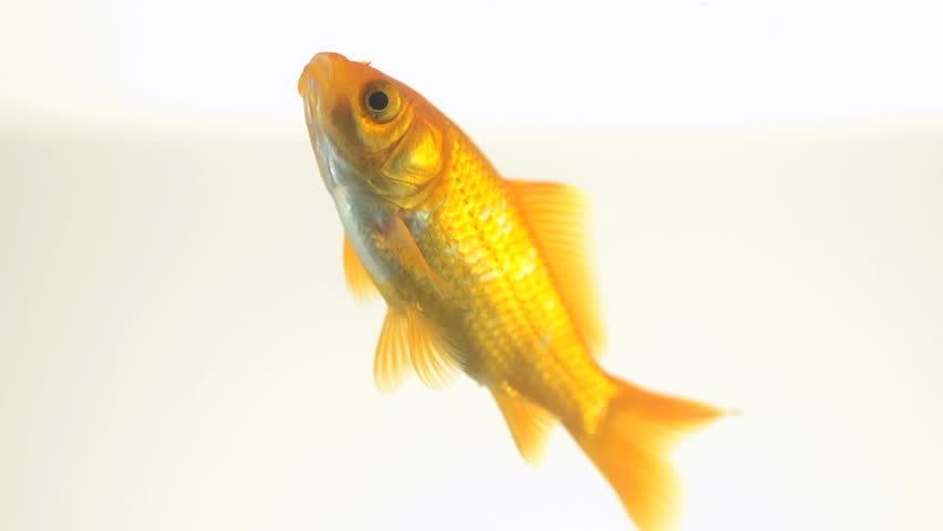 Slow Motion Shot Of A Single Goldfish Isolated On White. It Swallows Water And