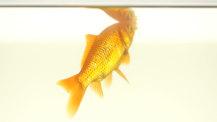 Very Interesting Slow Motion Shot Of A Single Goldfish In Its Back With Focus On