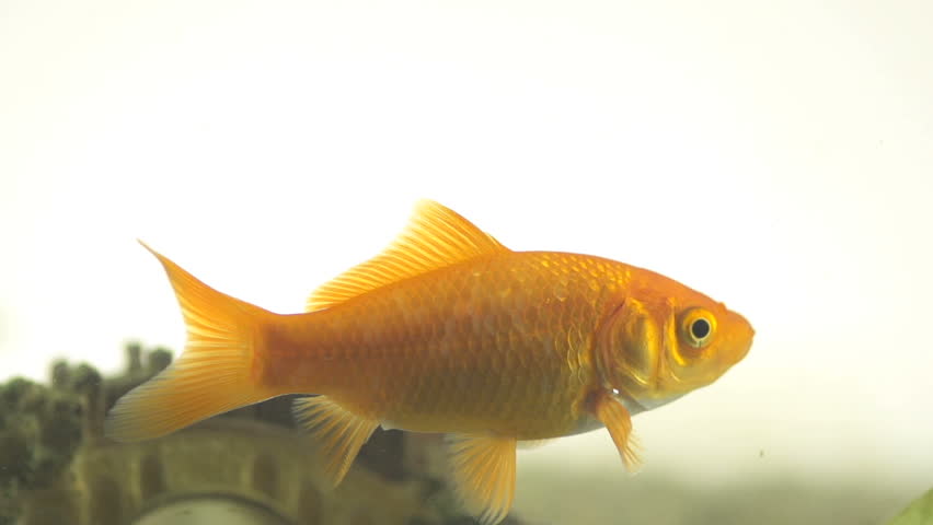 Beautiful Slow Motion Shot Of A Single Goldfish Releasing Air Bubbles And