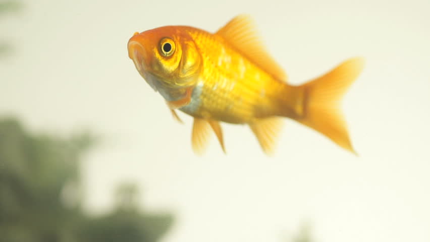 Beautiful Slow Motion Shot Of A Goldfish Swimming Up To Surface To Drink Some