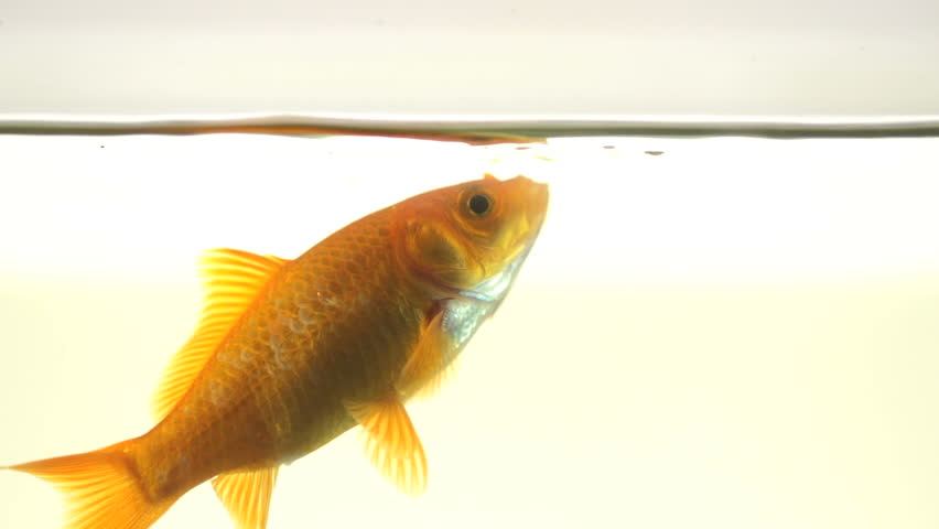 Edited Slow Motion Shot Of A Single Goldfish Isolated On White. It Drinks Water,
