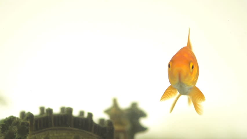 Funny Slow Motion Shot Of A Goldfish Releasing A Single Water Bubble With