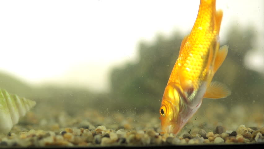 Slow Motion Shot Of A Hungry Goldfish Searching Food At The Bottom Of Polluted