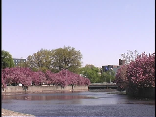 River through city park with blooming spring trees