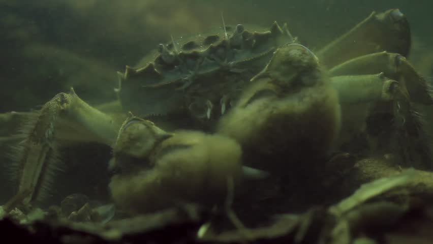 Male Chinese Mitten Crab