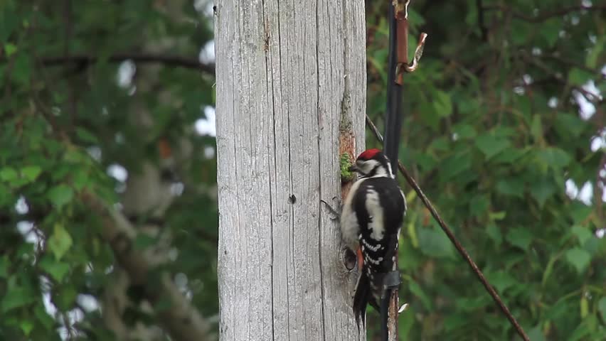 Woodpecker at a power pole