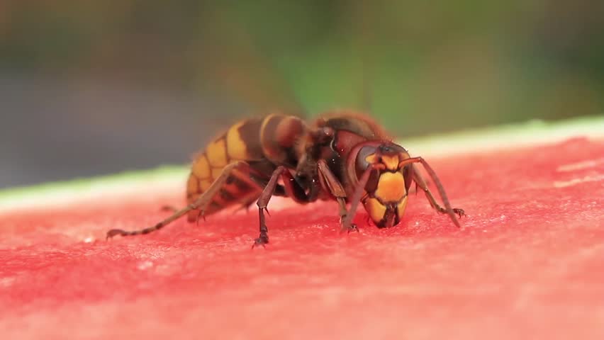 Hornet on a watermelon