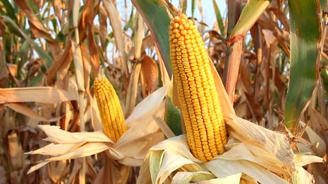 Ripe corn field