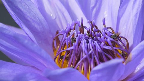 bees finding pollen of lotus