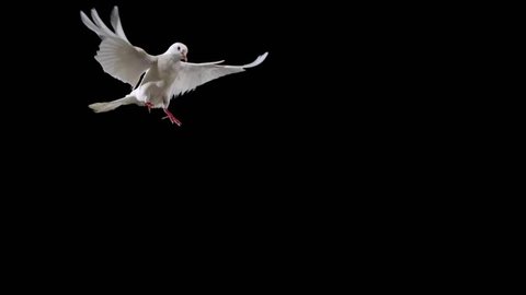 White bird flapping on black background shooting with high speed camera, phantom flex.