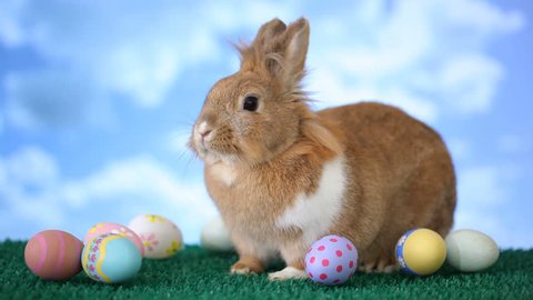 Easter bunny with eggs วิดีโอสต็อก