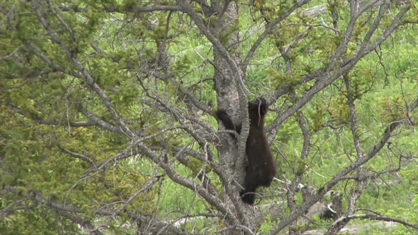 A black bear cub moving down a high tree.
